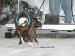 Competitive Canine Weight Pull