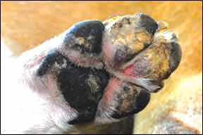Pemphigus Foliaceus on dog paw