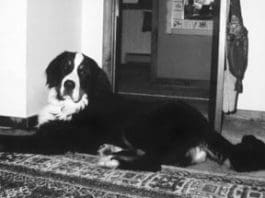 Hot Spots and Lick Granulomas bermese mountain dogs high risk for hot spots