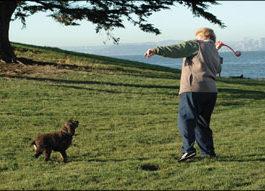 exercising your overweight dog
