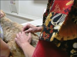 Acupuncture for dogs with cancer can provide some relief and improve quality of life.