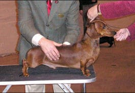 How to Train Show Dogs