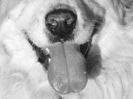 The canine sense of smell is more than a hundred times more powerful that a humans.