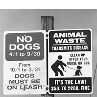 Taking Your Dog to The Beach