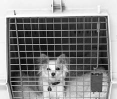 Remedial house training for dogs can help, but health issues may be the cause of the problem.