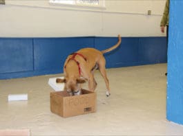 K9 nose work is a fun and simple scent game for dogs.