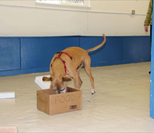 K9 nose work is a fun and simple scent game for dogs.