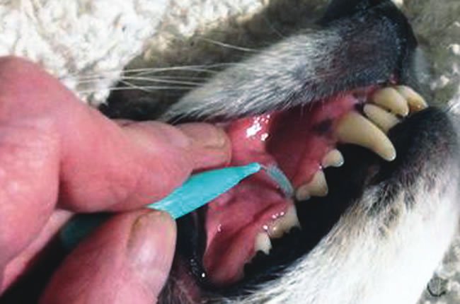 interdental brush for dog teeth