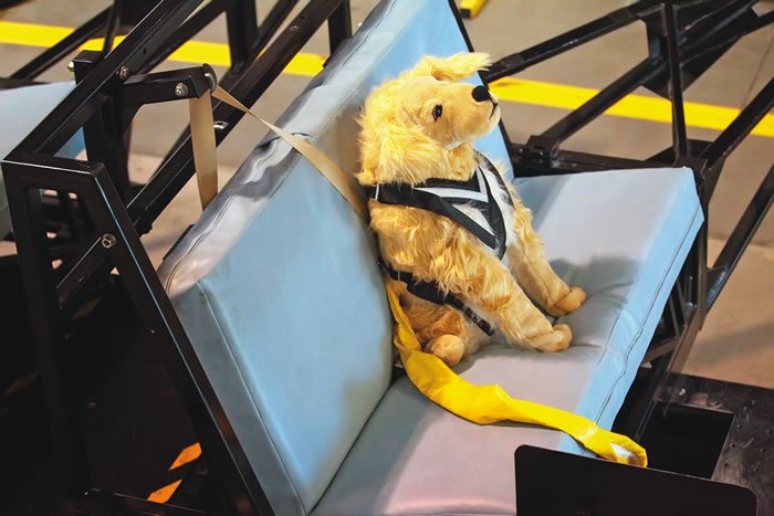 crash test dummy dog
