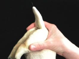 What To Do If Your Dog Gets Motion Sickness dog being held upside down