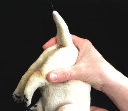 dog being held upside down