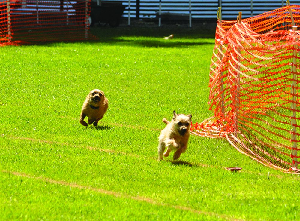 terrier lure coursing