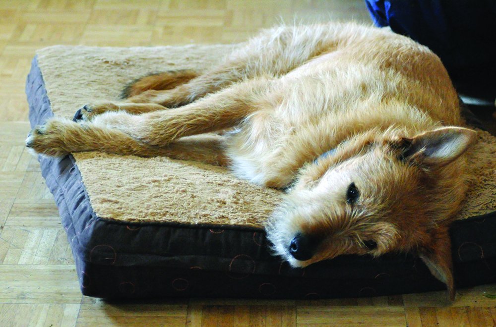 dog on a dog bed