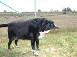 Overweight dogs who have high fat diets are at greater risk of developing canine pancreatitis.