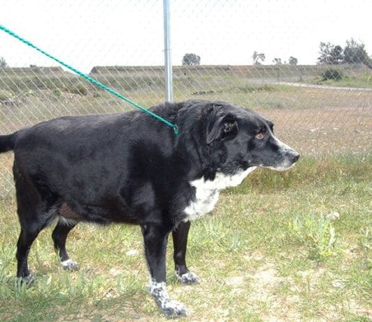 Overweight dogs who have high fat diets are at greater risk of developing canine pancreatitis.