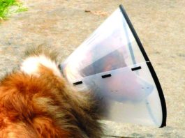 dog cone alternatives