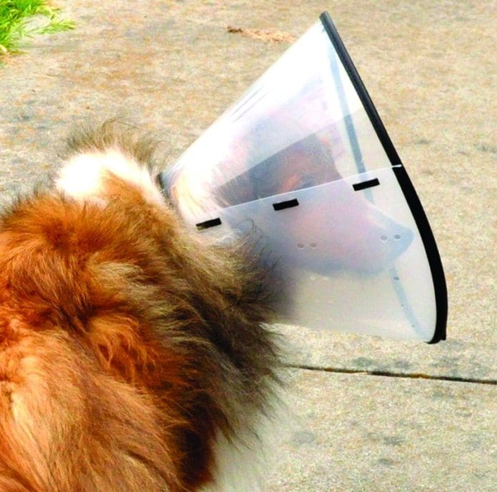 dog cone alternatives