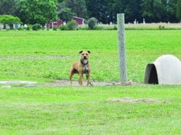 Living in the City with Dogs