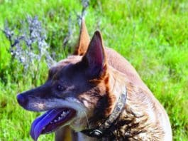 There are a range of methods to stop a dog eating poop.