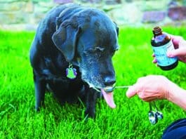 Vitamin d for dogs can improve your dog's bone health, and other organ systems.