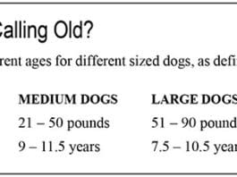 The Importance of Blood Tests for Your Dog