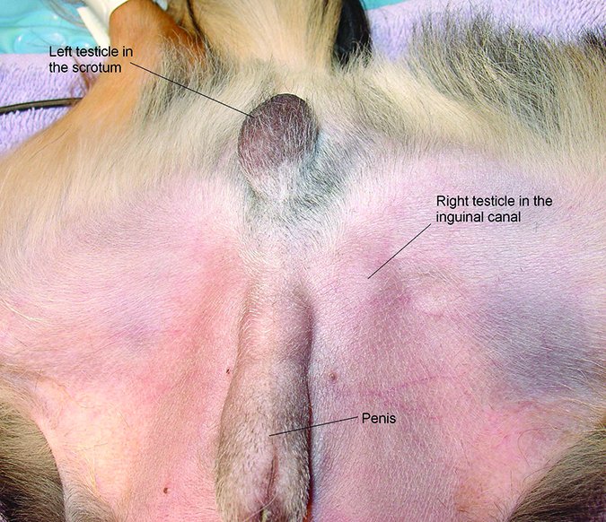 retained testicle in chihuahua