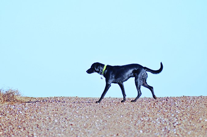 black dog pacing