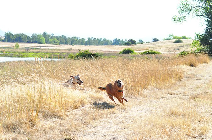 dog running in tall grass