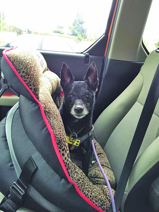 Pupsaver small dog car seat
