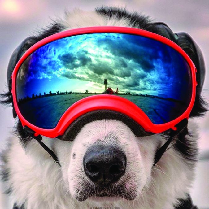 Rex-Specs dog goggles