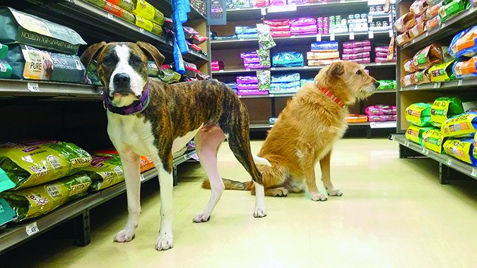 dogs in the pet food aisle