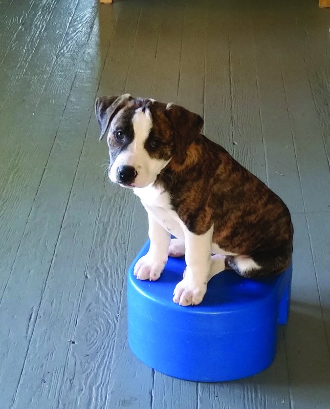 puppy on a stool