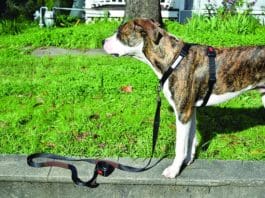 A dog wearing a front clip dog harness.