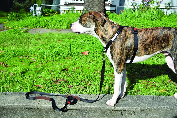 front clip dog harness