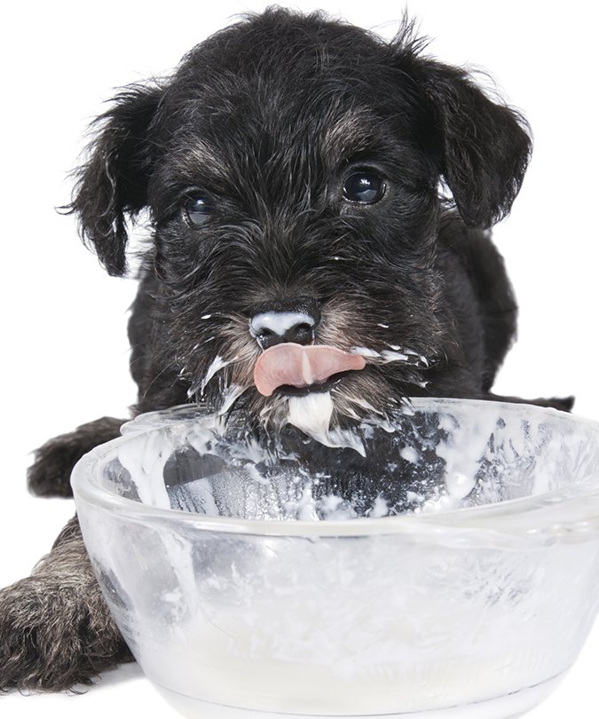 puppy eating yogurt