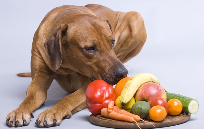 dog tries vegetables