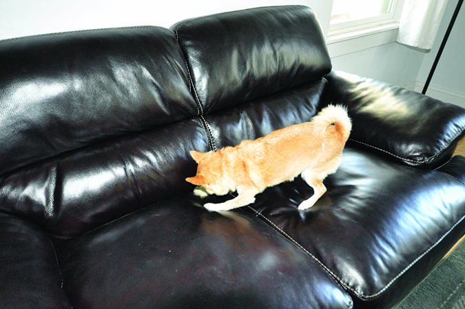 dog digging in couch