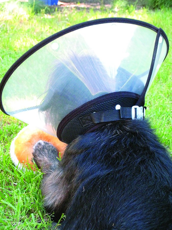 FOREYY Recovery Pet Cone