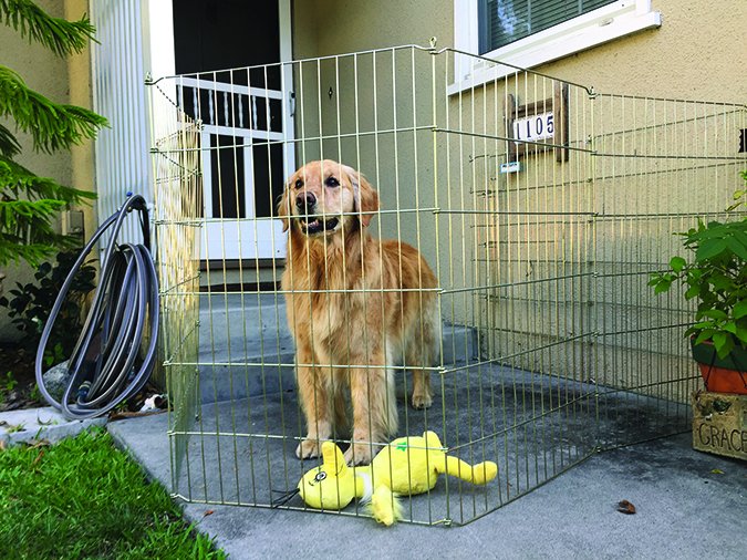 dog proof gate