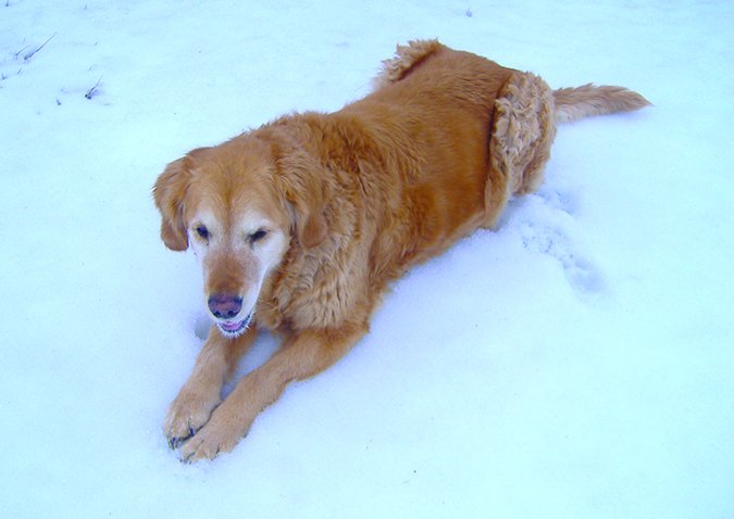 old dog in snow