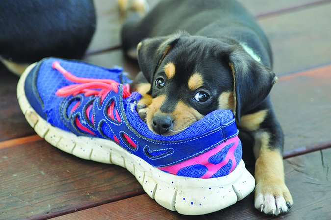 puppy chewing shoe