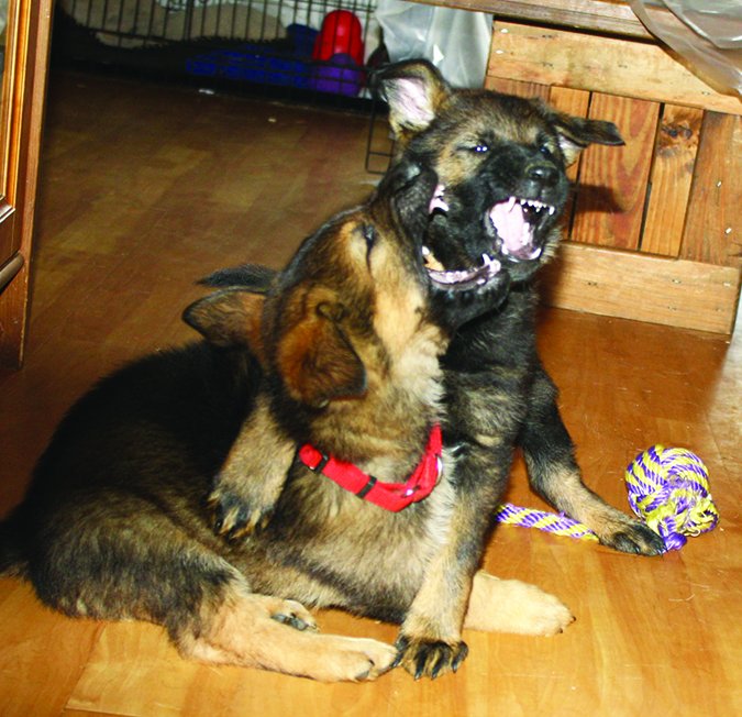 German Shepherd puppies wrestling with each other