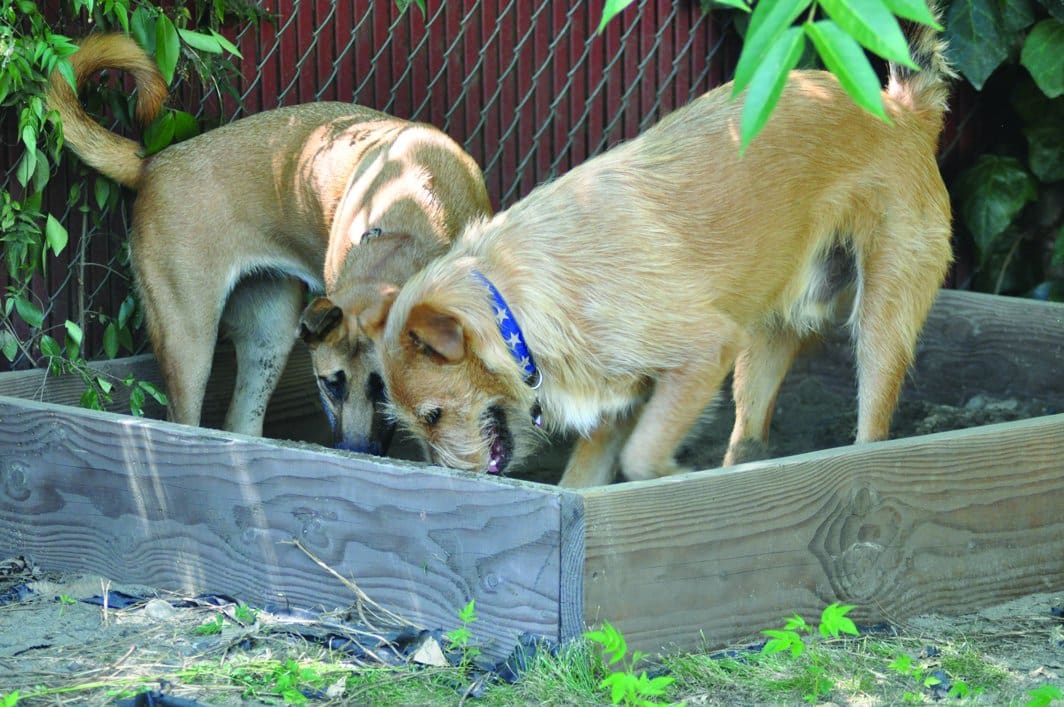 OTTO and lena best dog friends