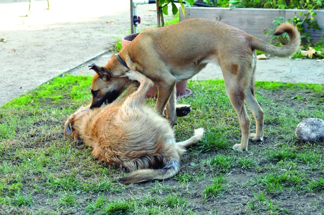 OTTO and lena best dog friends