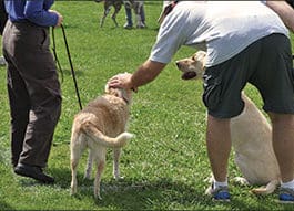 How to be a “Dog Person”