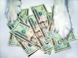 Research is needed when giving to animal charities to ensure your money goes to the right place.