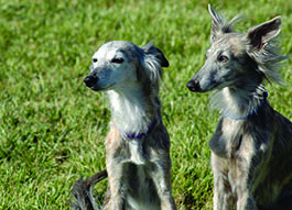 Dogs with the MDR1 Mutation: Drug Sensitivities