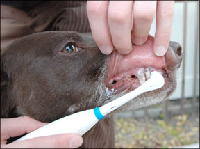 Brushing a Dogs Teeth