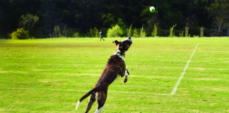 The GoDogGo automatic ball launcher in actions.