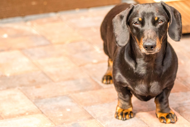 Miniature Smooth Haired Dachshund.